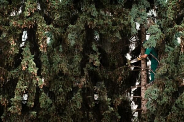 How Thick of a Branch Can a Pole Saw Cut?